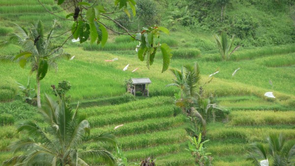 Indonesien 23 ( 81).JPG