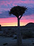 Sonnenuntergan in der Namib