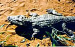Krokodile im Nationalpark um Igassu